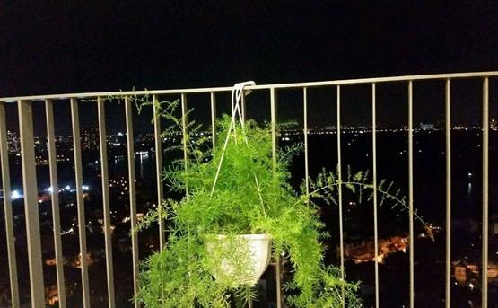 apartment for rent in district 2 D2143628 (7)